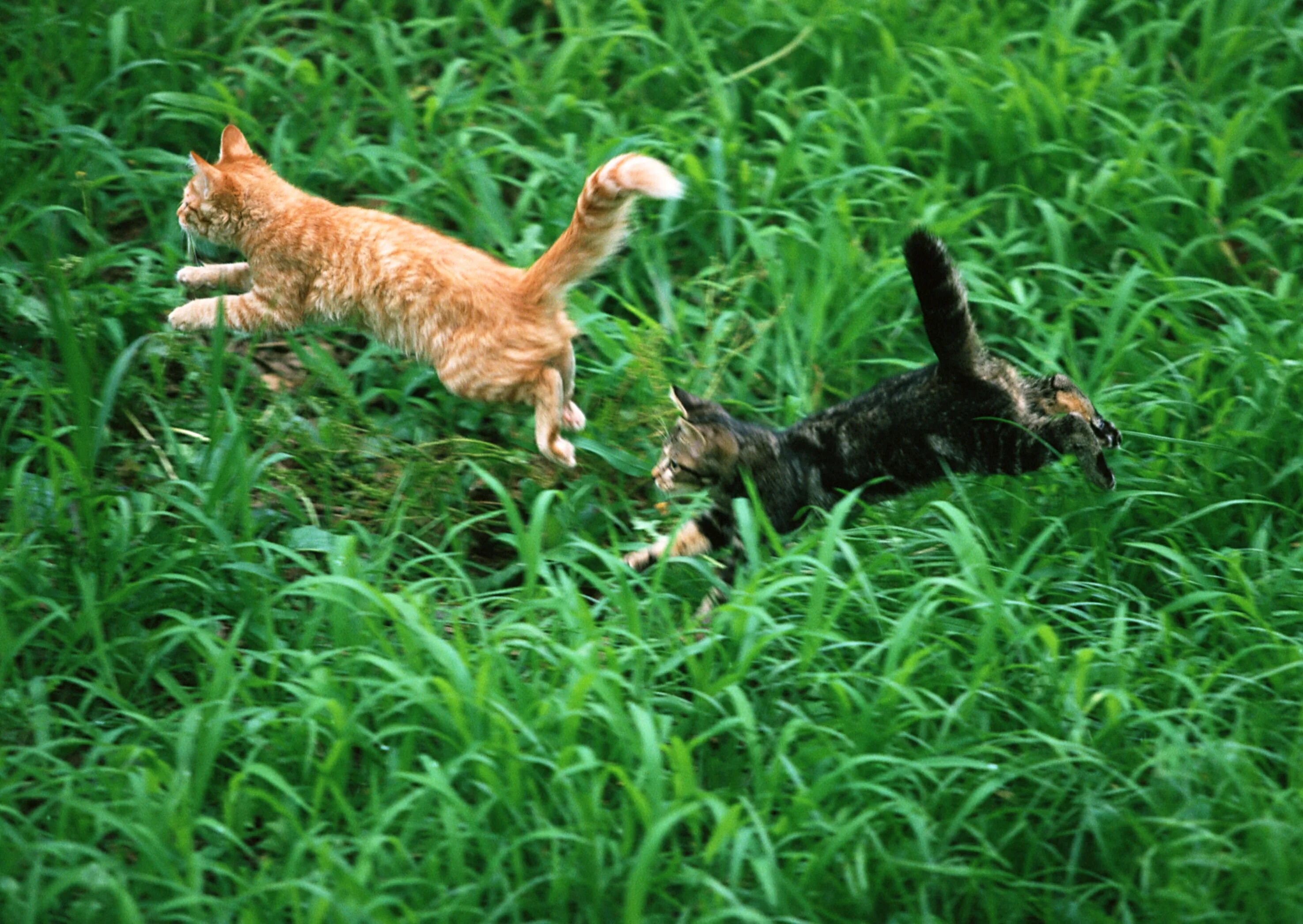 Кот убегает. Котенок бежит. Котята бегают. Кот убегает от кота.