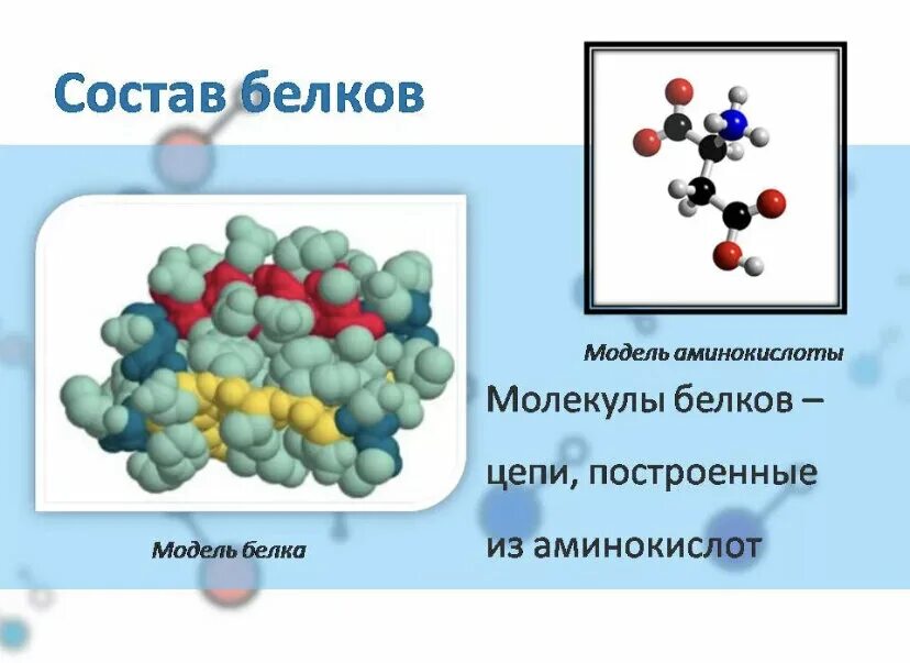 Презентация белки по химии. Классификация простых и сложных белков биохимия. Белок состоит из аминокислот. Из чего состоит белок. Молекула белка состоит из.