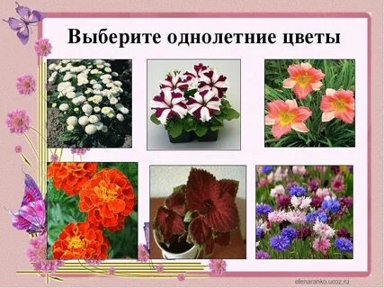 Название однолетнего растения