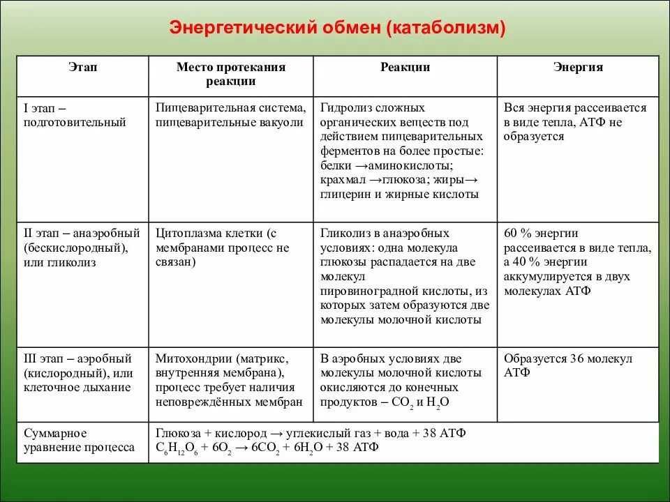 Этапы клеточного дыхания таблица. Таблицу: этапы энергетического обмена, где происходят, что происходит. Таблица подготовительный этап бескислородный этап кислородный этап. Этапы энергетического обмена таблица