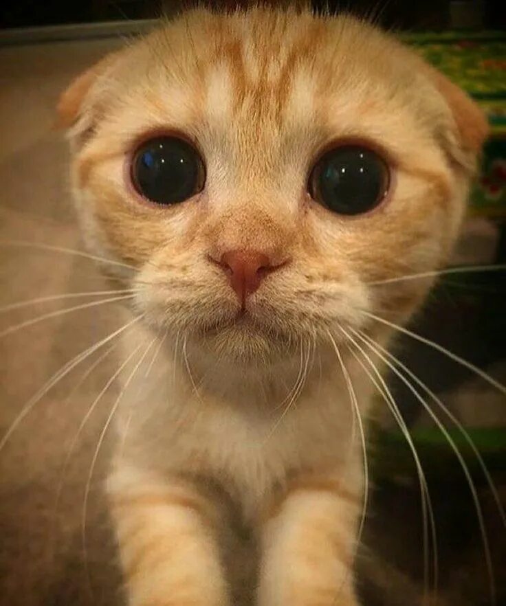 Жалобный котик. Кот с жалобными глазами. Просящие глазки. Котенок с грустными глазами. Жалкий н