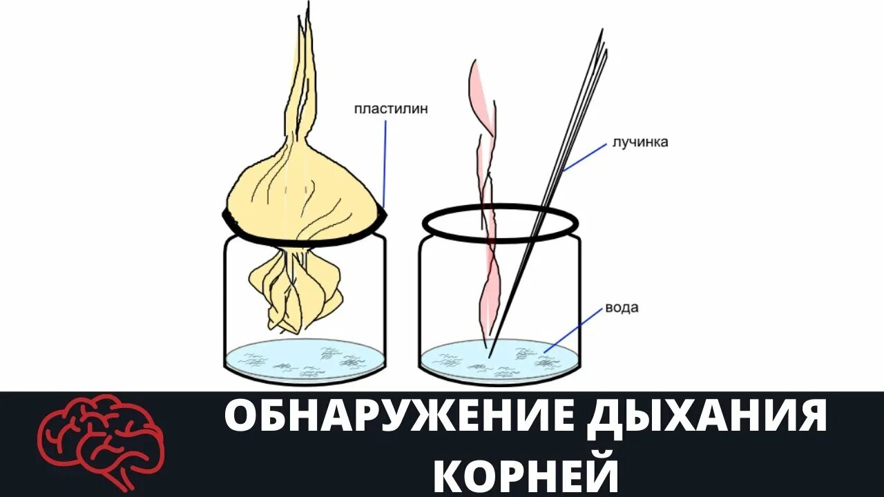 Как доказать что корни дышат кратко. Опыт Корневое дыхание.