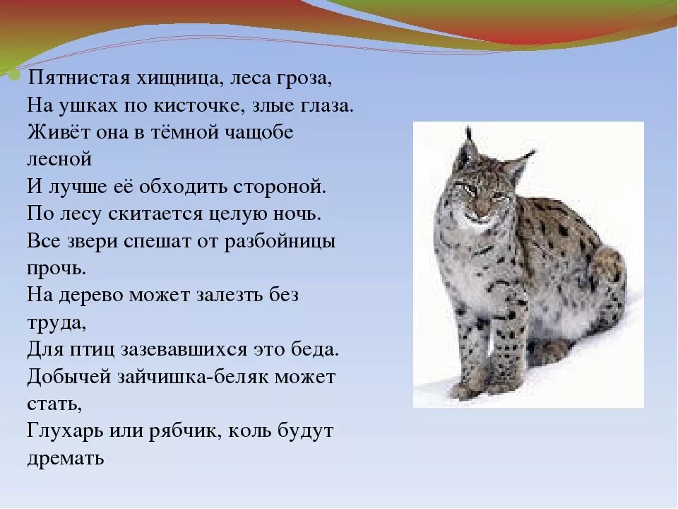 Рассказ о рыси. Животных из красной книги Владимирской области. Рысь красная книга. Животные из красной книги Рысь. Обыкновенная Рысь занесена в красную книгу.