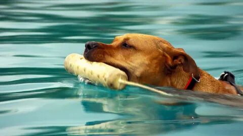 Dogs out