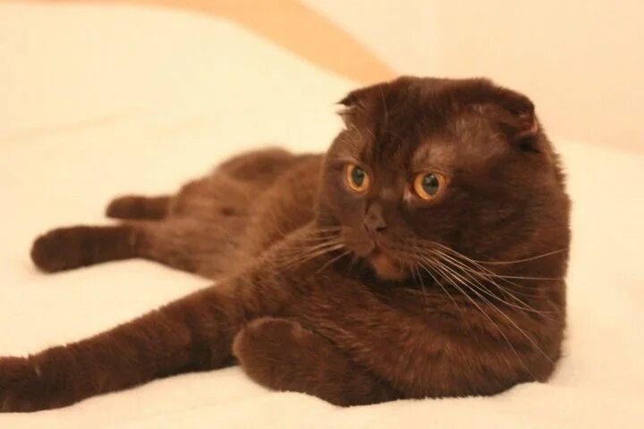 Коричневые коты, сколько же вас? Кот из Бочки Дзен