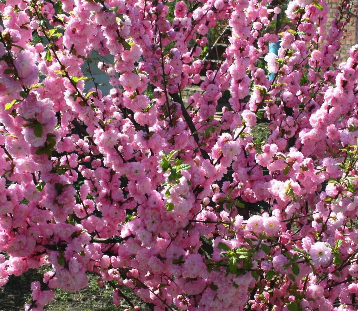 Кустарник цветущий розовыми цветами ранней весной. Миндаль трехлопастный луизеания. Луизеания (миндаль трехлопастный, Сакура). Сакура Розеа плена. Сакура (вишня железистая) Розеа плена.
