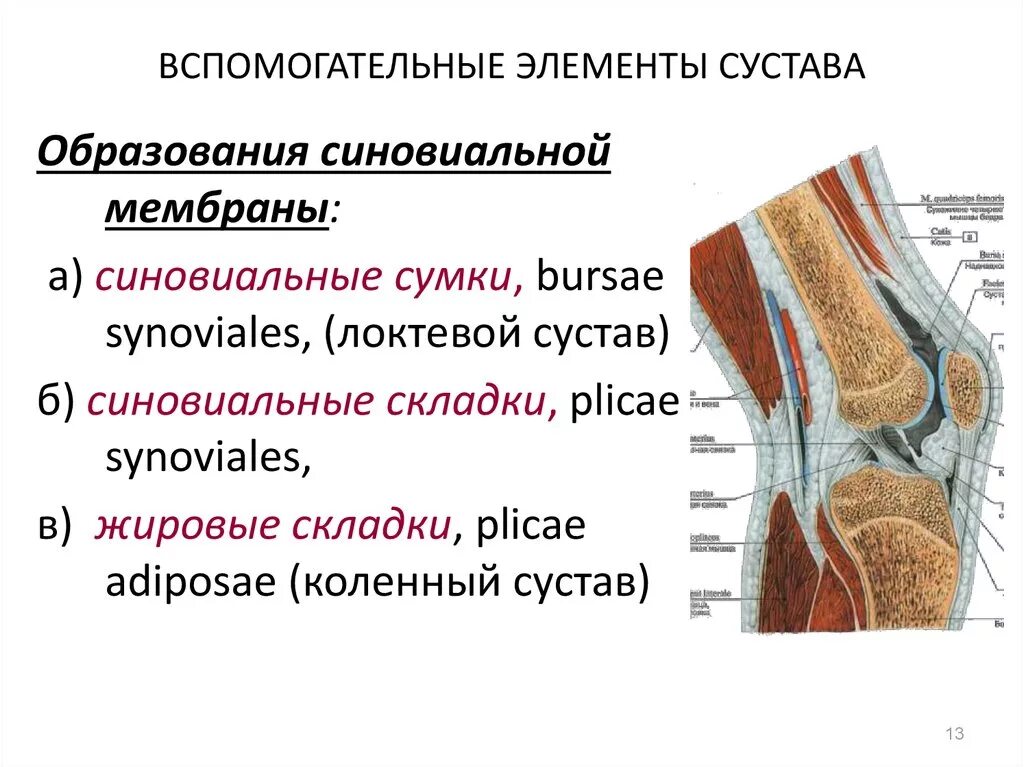 Какие структуры сустава. Коленный сустав анатомия обязательные элементы. К дополнительным компонентам коленного сустава относятся. Соединительная ткань коленного сустава. Синовиальные сумки, Bursae SYNOVIALES.