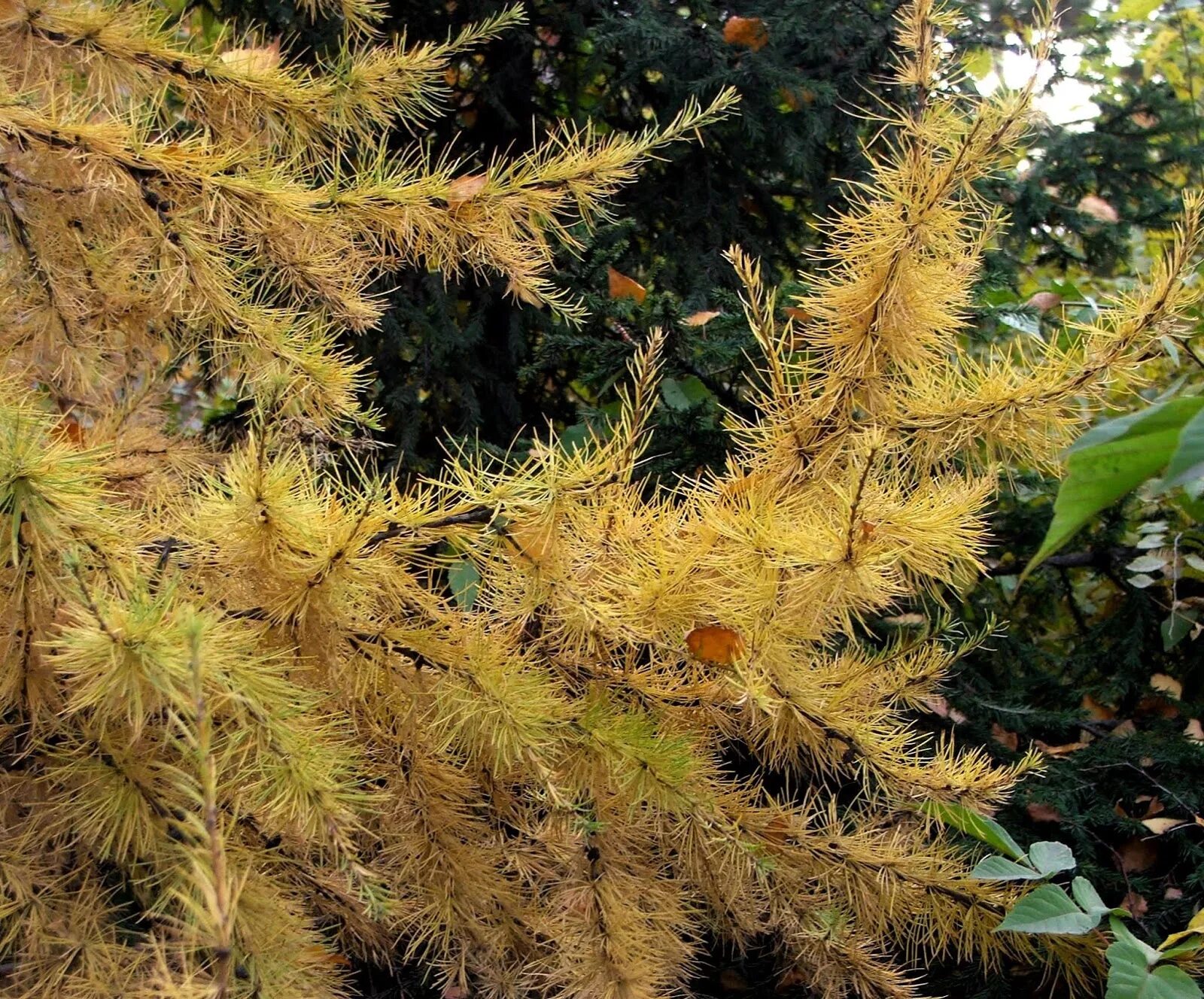 Лиственница пожелтевшая хвоя. Желтые хвоинки лиственницы. Лиственница желтеет. Лиственница дерево желтеет. Лиственница архангельская.