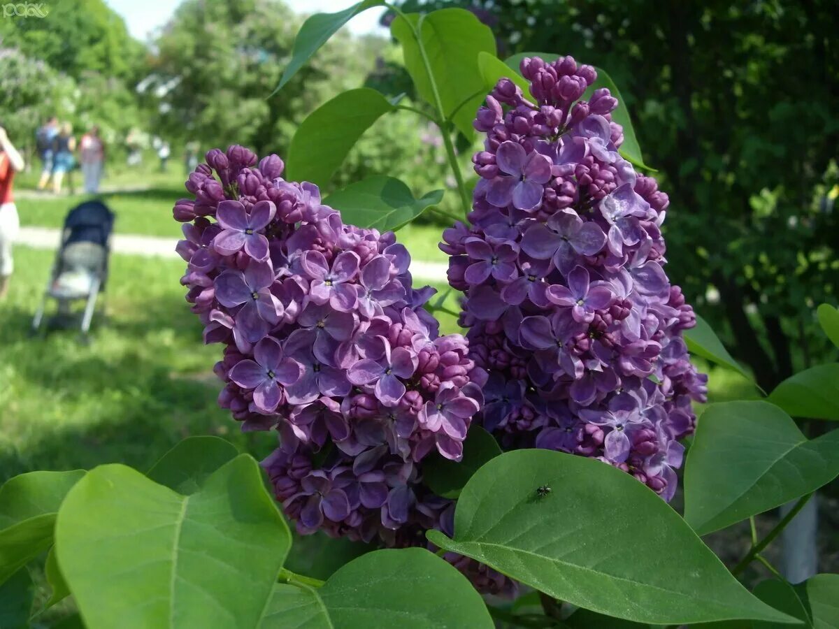 Название сирени сорта. Сирень Syringa vulgaris. Сирень махровая крупноцветковая. Сирень обыкновенная Знамя Ленина. Сирень Оливер де Серрес.