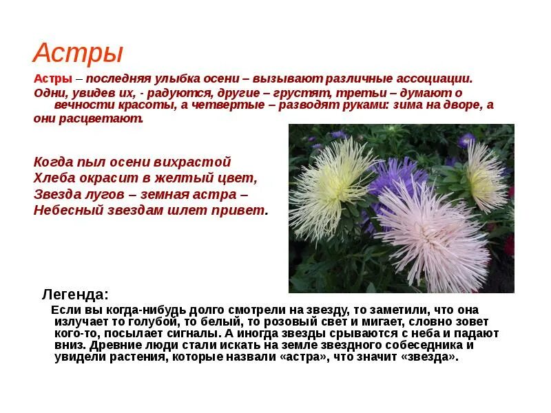 Поверье трав. Поверья и легенды об осенних цветах. растение осеннего цветника поверья и легенды. поверье о осенних цветах. легенды и поверья об осенних цветах для детей.