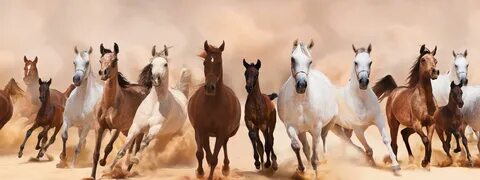Horse sale