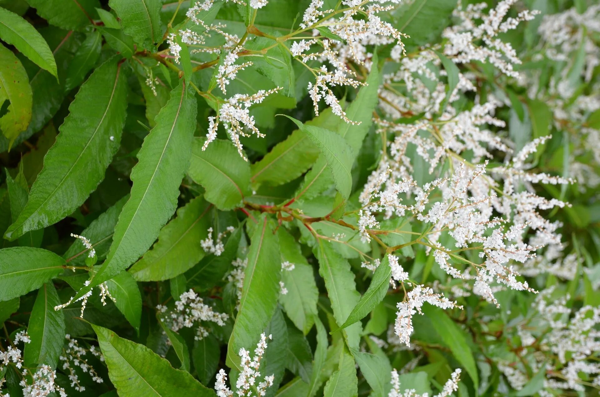 Горец полиморфный. Горец кустарник. Горец изменчивый (Persicaria polymorpha). Горец метельчатый куст.