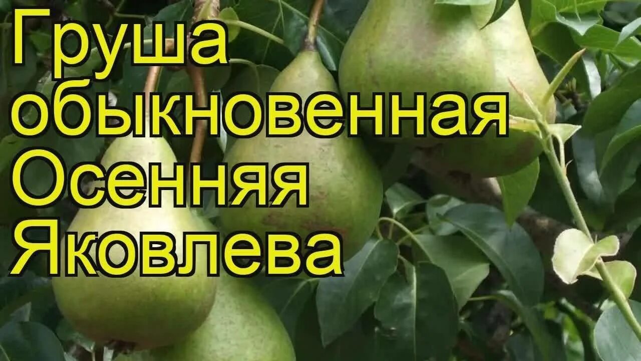 Груша яковлевская описание фото. Груша яковлевская и осенняя яковлева. груша обыкновенная осенняя яковлева. груша обыкновенная яковлевская. груша любимица яковлева обрезка.