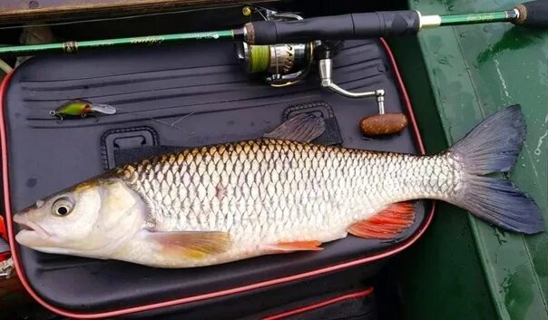 Ловить рыбу в мутной воде значение