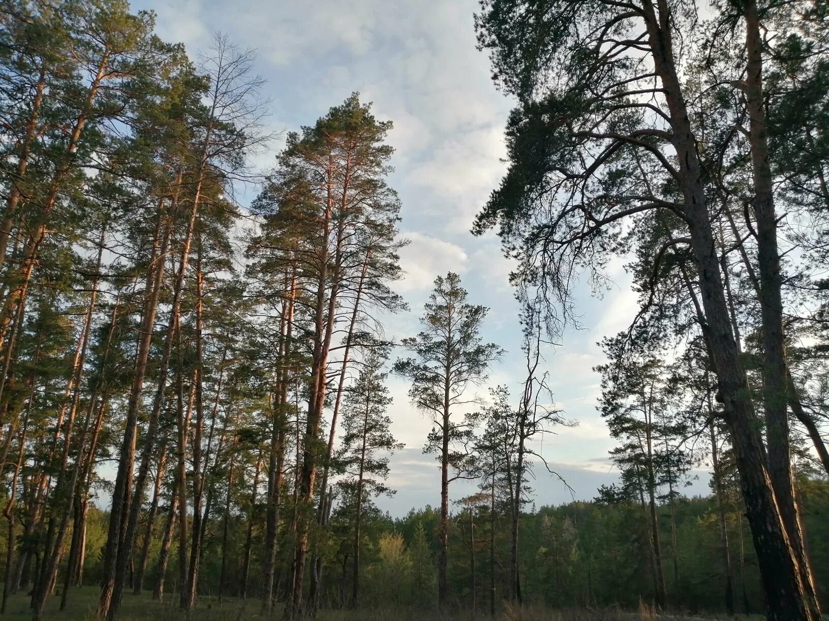 Сосна великан петрозаводск. Дерево с черным стволом в сибири. Сосны снизу. Сосны великаны. Наши стены сосны великаны.
