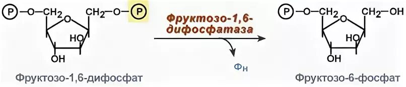 Превращение фруктозо-1,6-бисфосфата во фруктозо-6-фосфат.. Фруктозо 1 6 дифосфат реакция. Фруктозо 1 6 дифосфат формула. Обход 3 реакции гликолиза.