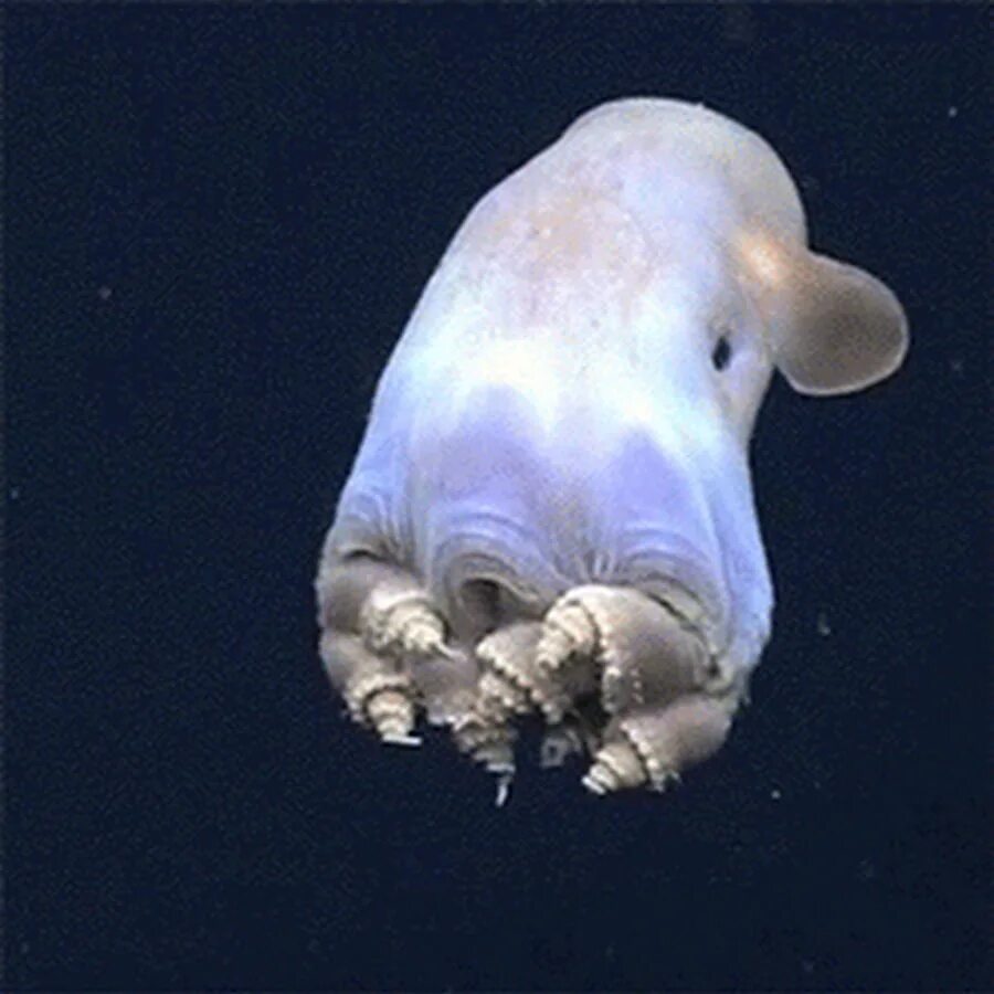 Какое морское создание
