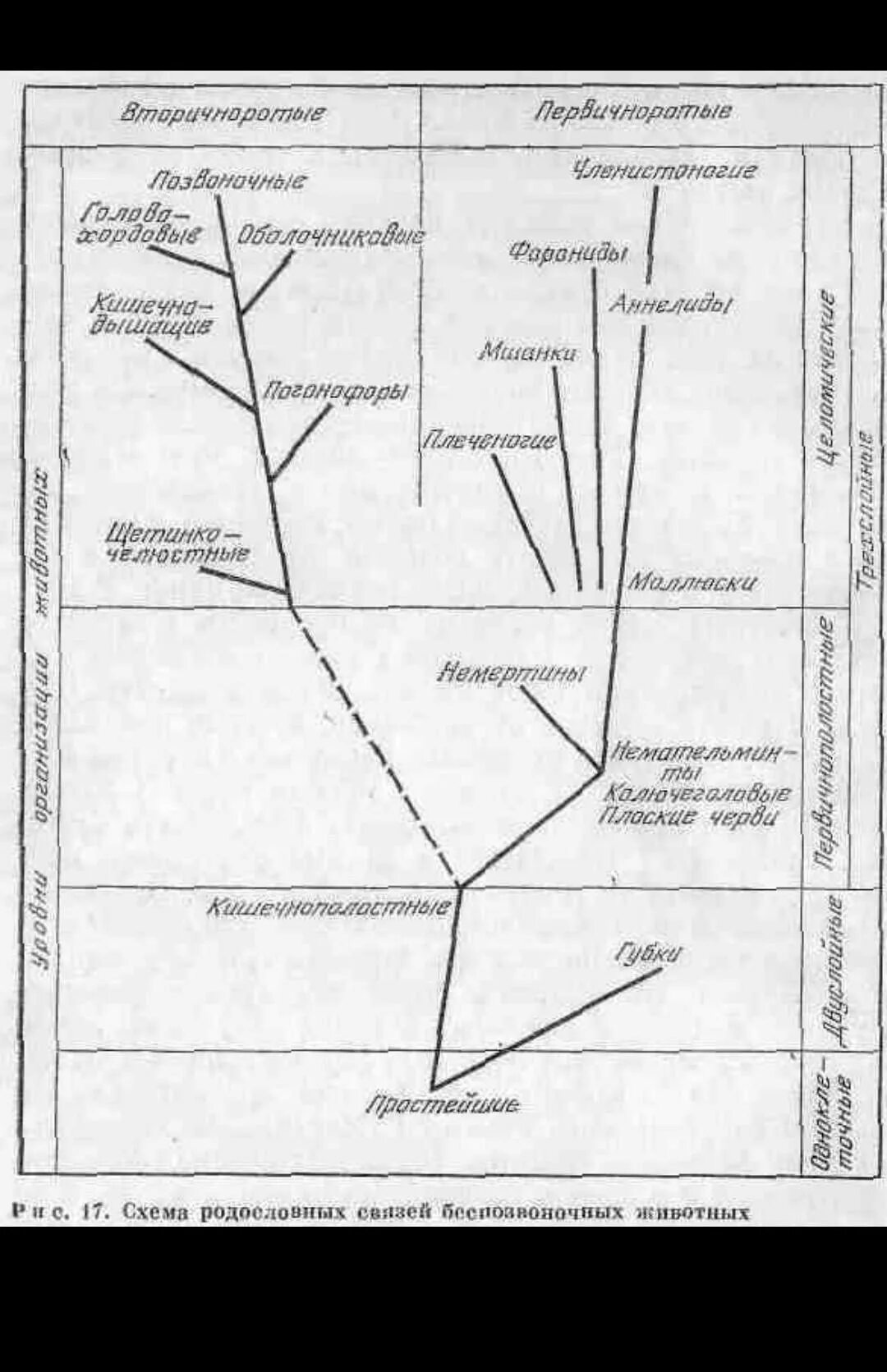Беспозвоночные животные презентация. Систематическая филогения. Основные этапы эволюции беспозвоночных животных. Эволюция животных таблица с простейших до млекопитающих. Последовательность эволюции беспозвоночных животных.