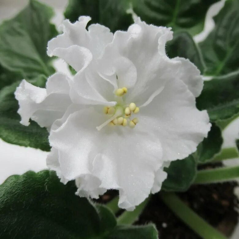 Фиалка белая махровая. Фиалка ек атлантида. Сенполия лориана. Фиалка сорт "gillian. Сорта белых фиалок.