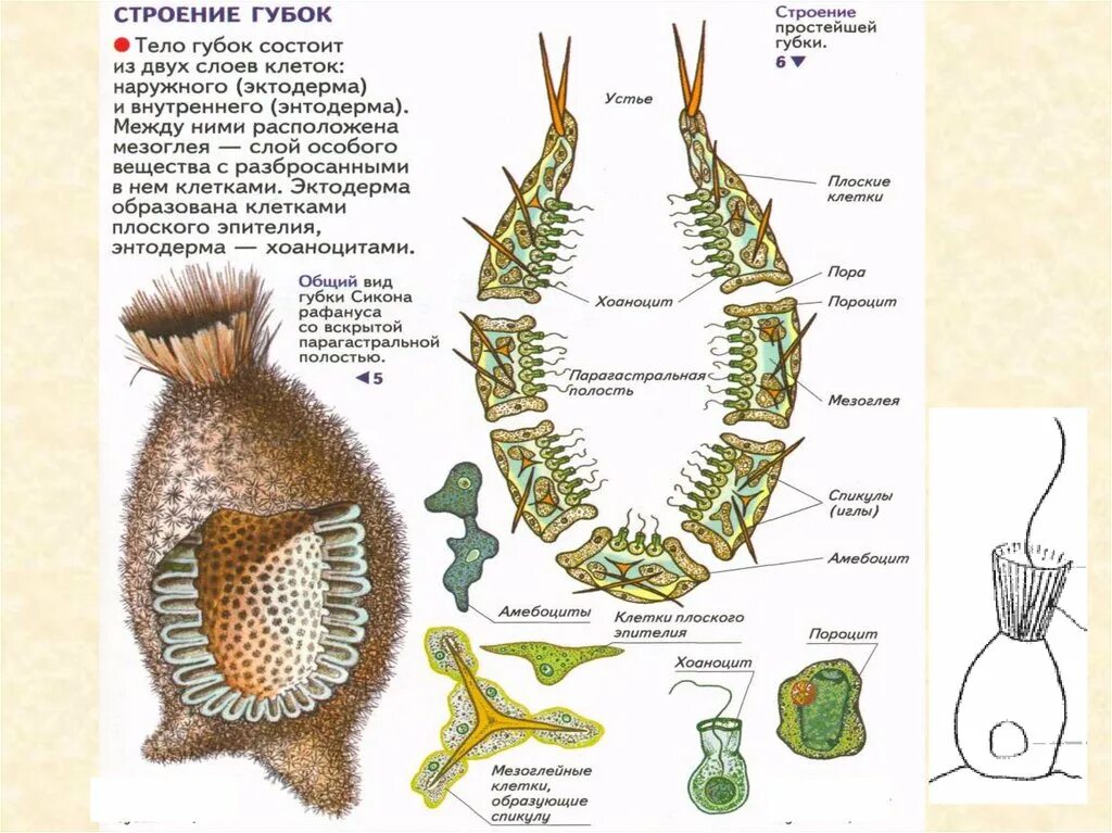 Организм животного состоит из клеток. Строение губки биология 8 класс. Тип губки строение. Губка Сикон строение. Схема строения губки.