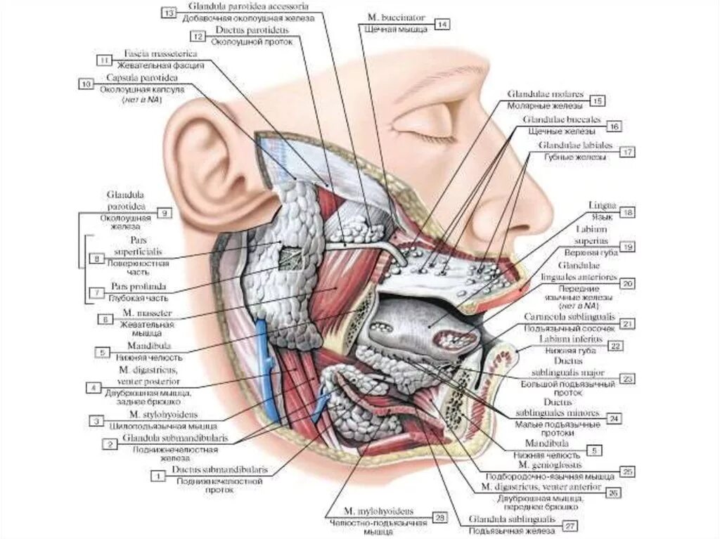 Слабость в области рта. Малые слюнные железы строение. Околоушная слюнная железа латынь. Слюнные железы анатомия латынь. Топография протоков слюнных желез.