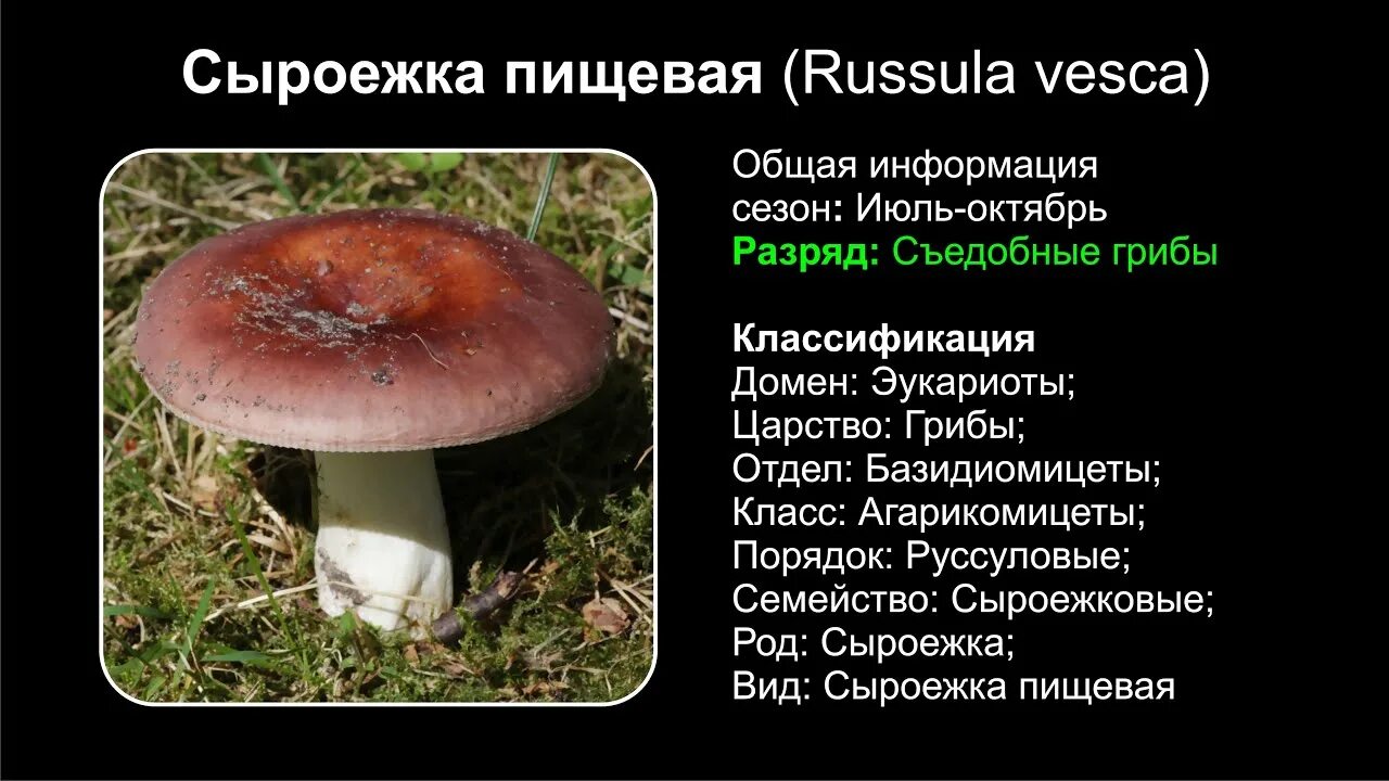 Какую среду обитания освоила сыроежка ответ. Сыроежковые (семейство). Russula vesca – сыроежка пищевая. Гриб сыроежка жгучеедкая. Классификация грибов сыроежка.