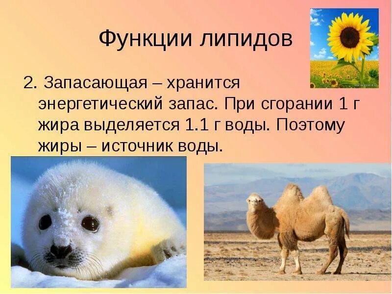 Какие животные запасают жир. Запасающая функция липидов. запасающая функция жиров. функции липидов энергетическая запасающая. липмты запасающачя функция.