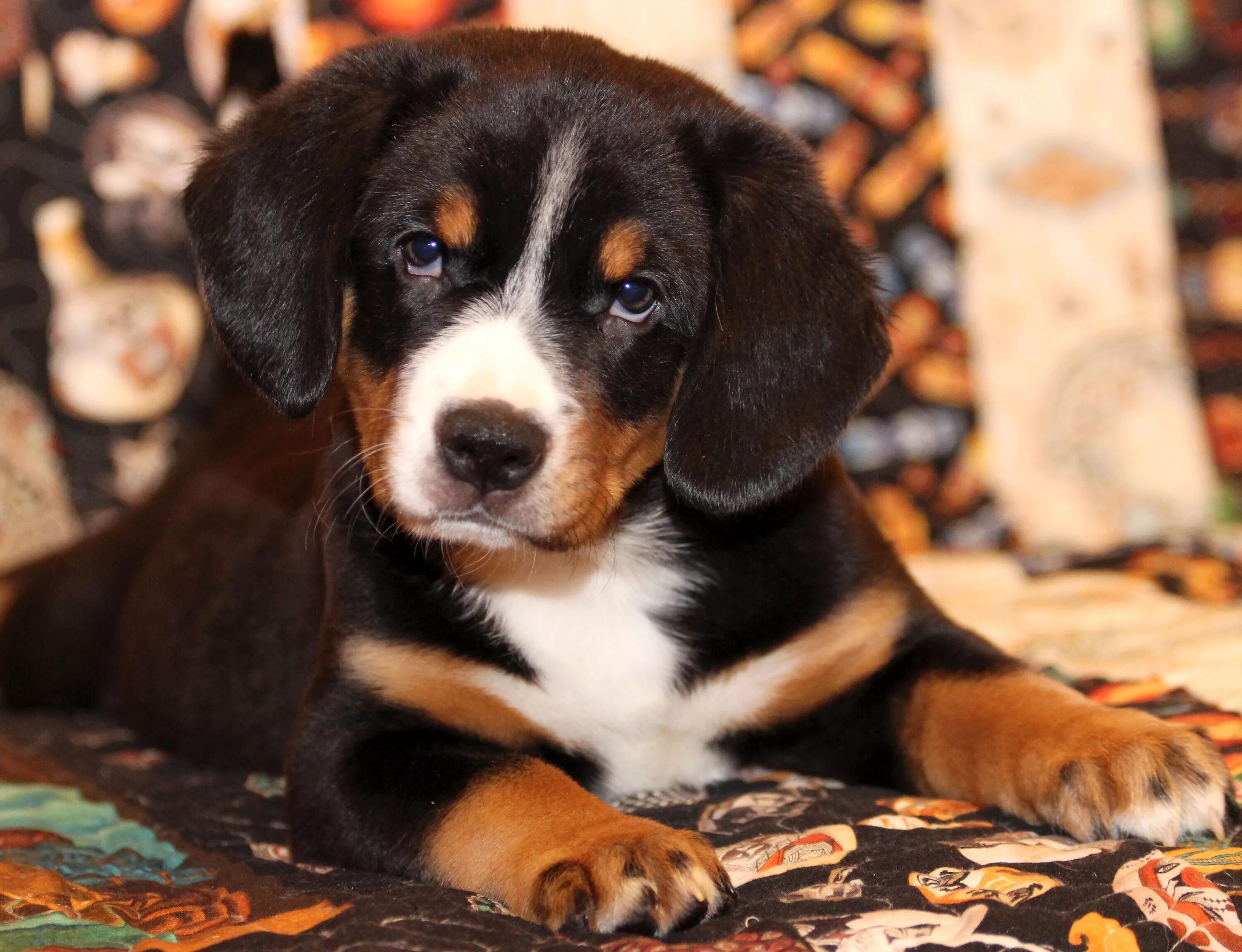 Аппенцеллер зенненхунд. Собака энтлебухер зенненхунд. Энтлебухер зенненхунд щенки. Порода собак энтлебухер зенненхунд. Зенненхунд гладкошерстный энтлебухер.