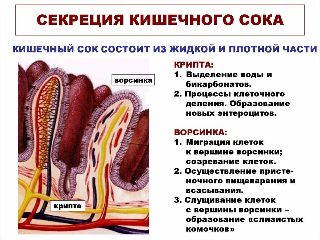 Какие соки в кишечнике
