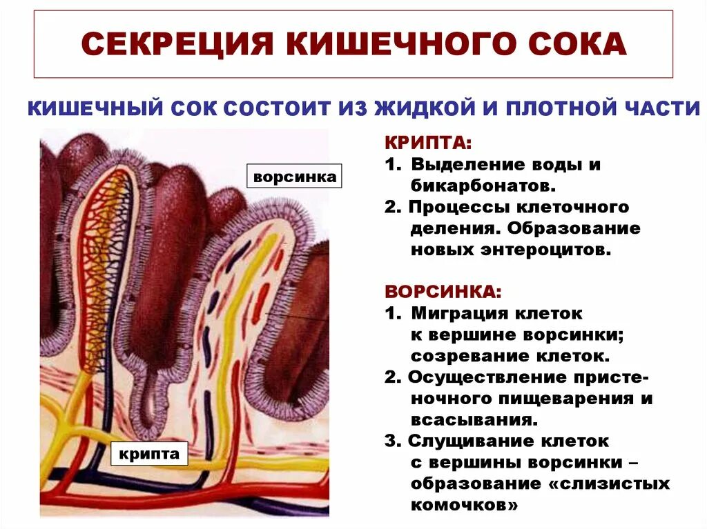 Плотный выделяться. Тонкая кишка пищеварительный сок. Секреция кишечного сока. Железы выделяющие кишечный сок. Кишечный сок секретируется.