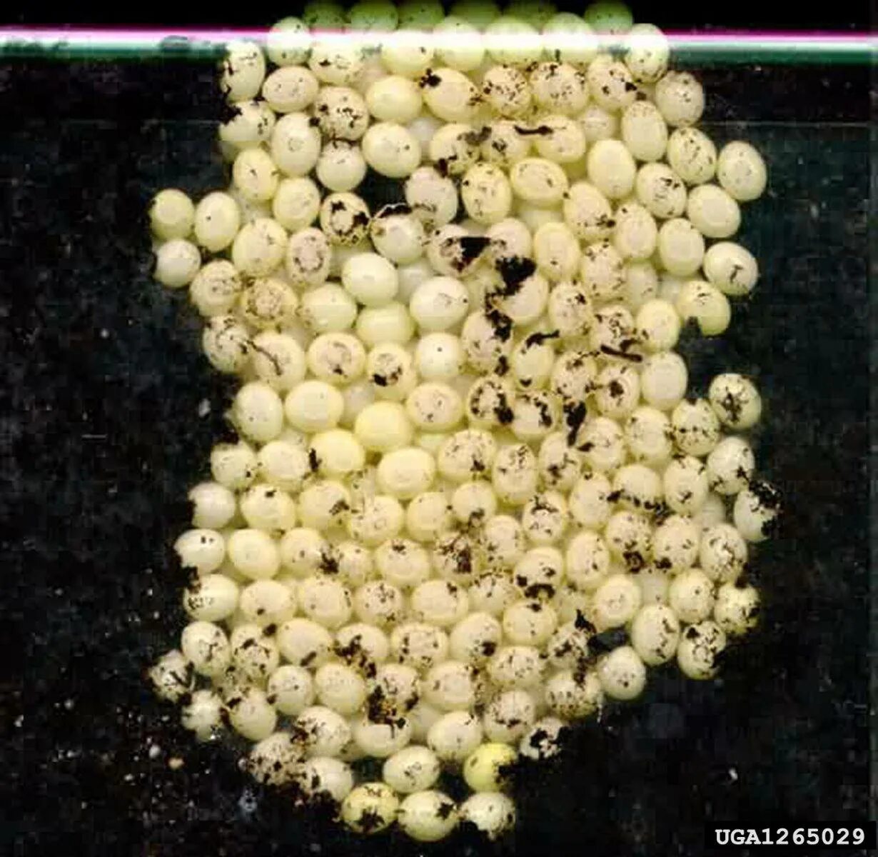 Яйца улитки ахатины вылупление. Улитка ахатина яйца. Яйца улиток ахатин. Улитки ахатины яйца вылупляются. Яйца улитки ахатины.