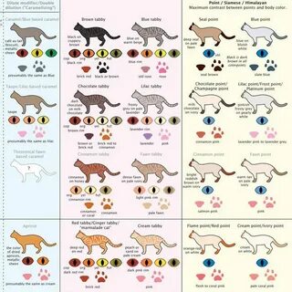 Стандарты окраса кошек