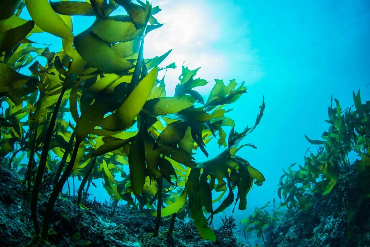Морские водоросли ламинария. Ламинария зеленая водоросль. Бурые водоросли ламинария. Ламинария в японском море.