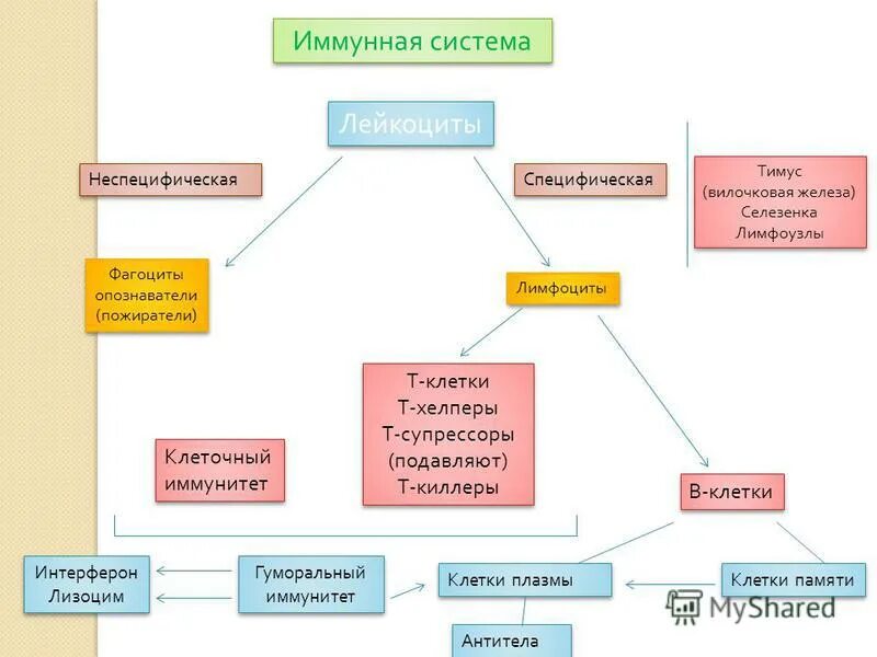 Иммунная система температура. Иммунная система человека схема. структура иммунной системы схема. иммунитет и иммунная система схема. таблица по органам иммунной системы.