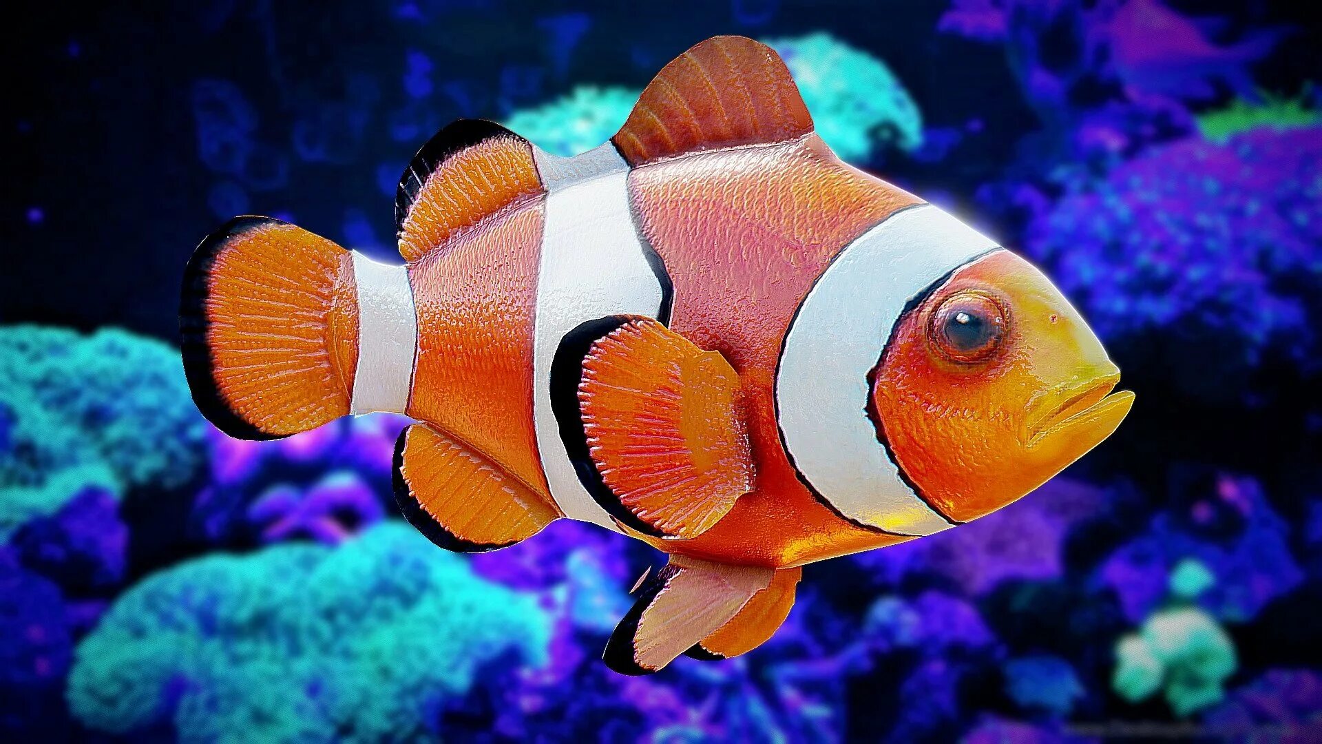 Друг рыбы клоуна. Амфиприон-клоун рыба клоун. Аквариумная рыбка Мандаринка. Анемоновая рыбка клоун. Амфиприон клоун питание.