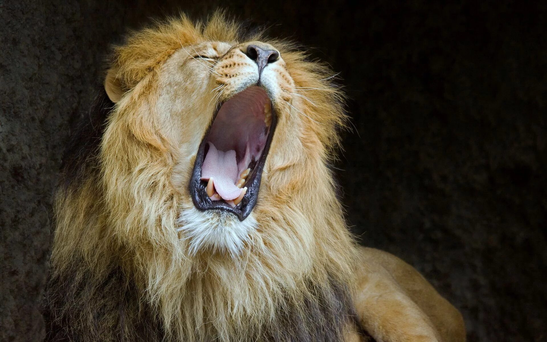 Страшный рев зверя. Лев. Лев зевает. Пасть Льва. Хищные животные Лев.