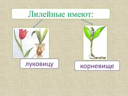 Лилейные растения это