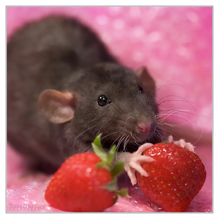 Можно крысам клубнику. Крыса Дамбо кушает. Декоративная крыса Дамбо. Мышь домашняя. Милые крысы.