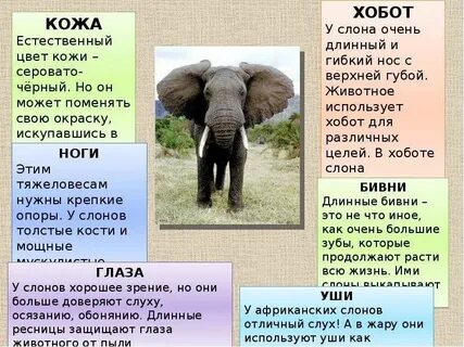 Слон индийский какой тип питания