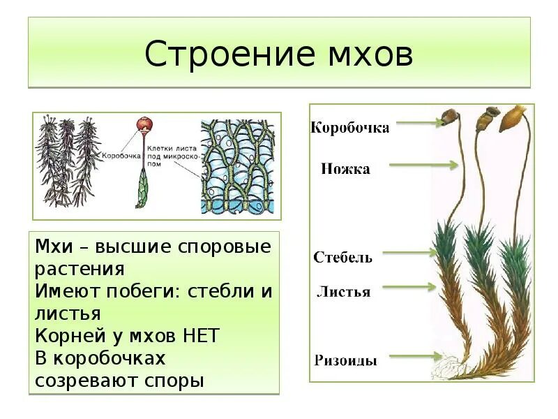 Споры и семя различие. Отдел Моховидные строение. Отдел мохообразные строение сфагнум. Внешнее строение кукушкиного льна. Водоросль строение Кукушкин лён.