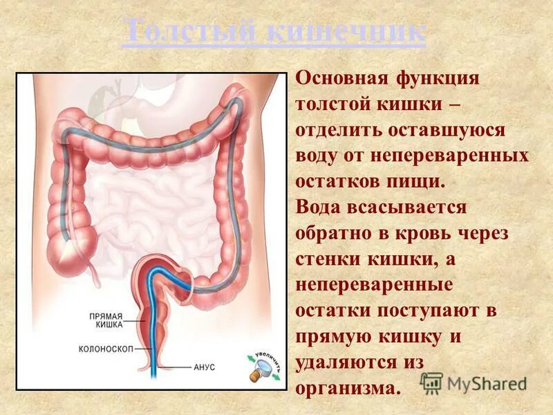 Очищение стенок кишечника