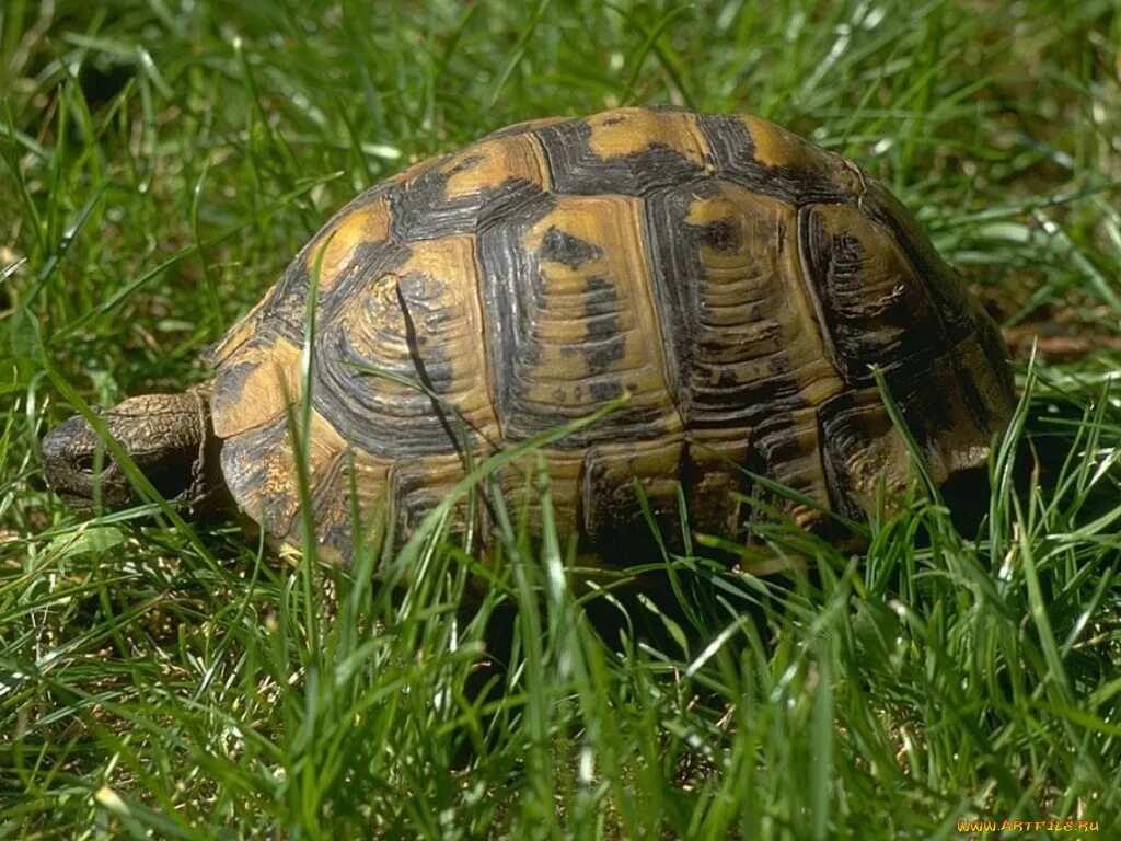 Черепаха белка. Средиземноморская черепаха сочинский парк. средиземноморская черепаха грузия. средиземноморская черепаха в анапе. testudo. &quot;черепаха&quot;.