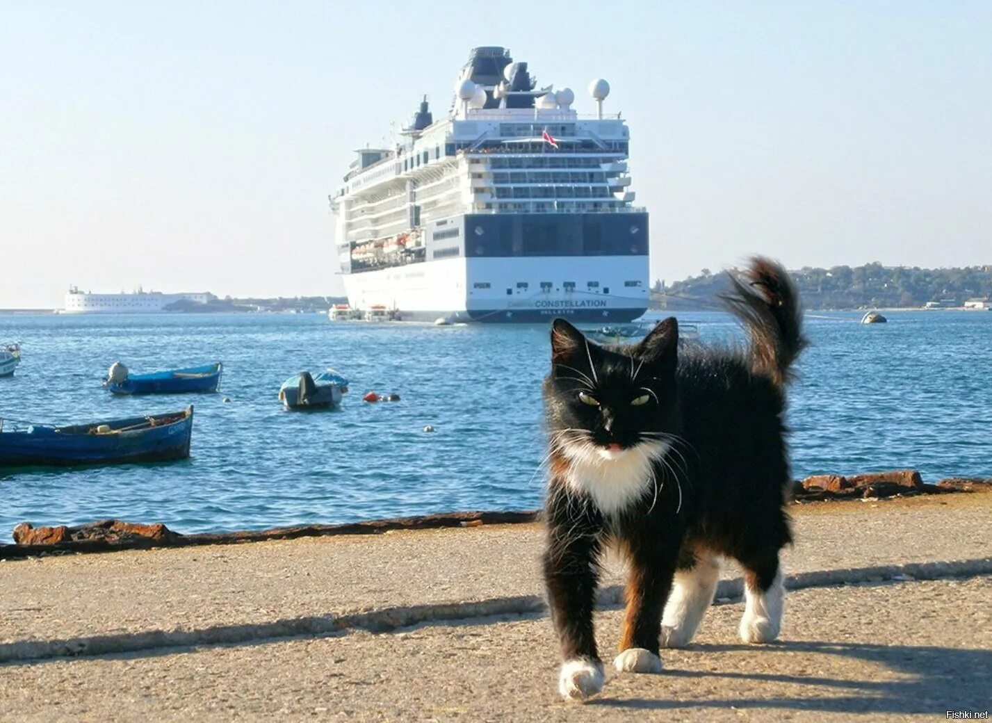 Корабельный кот. Морская кошка. Коты на море. Кот на берегу моря. Кот на корабле.