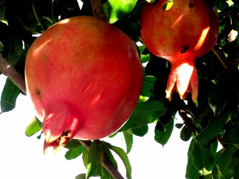 хатай турция плантации гранат. куст граната осень. спелый гранат на дереве. гранат крымский полосатый дерево. гранат карфаген.