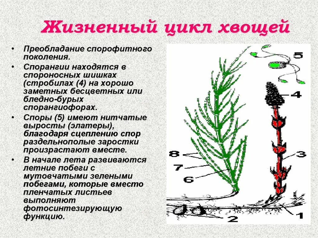 Отдел Плауновидные отдел Хвощевидные отдел. Жизненный цикл хвоща полевого схема. Вегетативный побег хвоща. Размножение хвоща полевого схема. Ризоиды плаунов