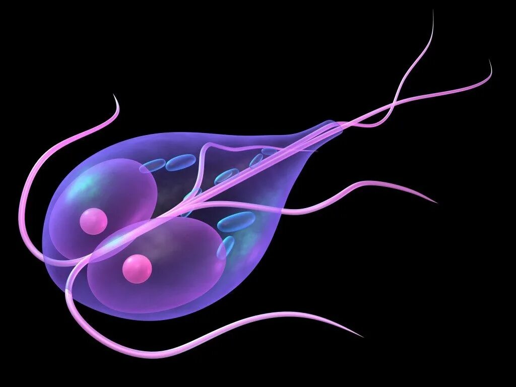 Инфекции вызванные простейшими. Гиардия лямблия. Lamblia intestinalis возбудитель. Лямблия одноклеточная. Одноклеточные паразиты лямблии.