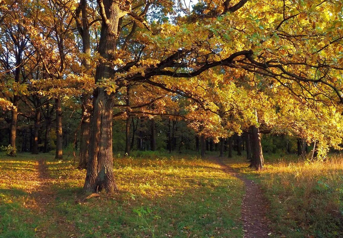 дубрава беларусь. роща дубрава брянская обл. день дубовой рощи. дубовая роща станица ленинградская. дубовая роща петра великого шишкин.