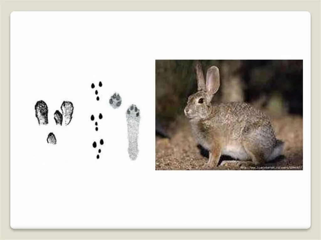 следы ежика. следы зайца и белки. следы зайца лося волка лисы. следы белки и зайца. следы белки.