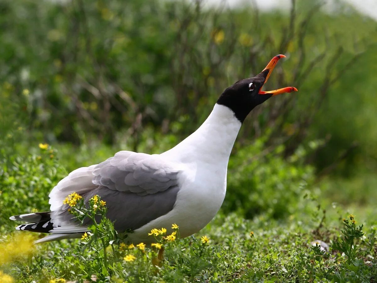 Черноголовый хохотун. Черноголовый хохотун (Larus ichthyaetus). Серебристая Чайка черноголовый хохотун. Ростовский заповедник черноголовый хохотун.