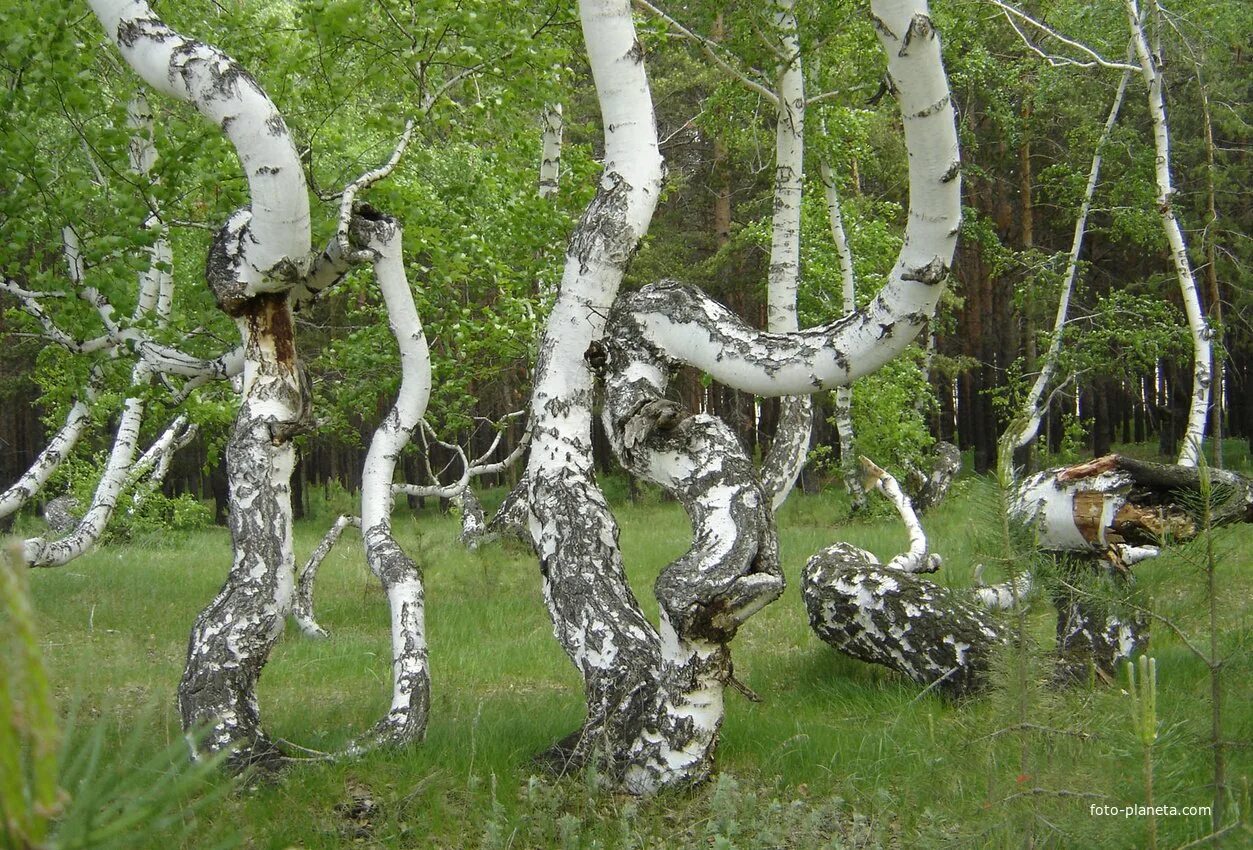 Березка документальный. Медведицкая гряда Чертово Логово. Медведицкая гряда в Волгоградской области Чертово Логово.